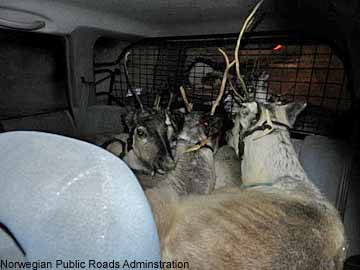 reindeer in a forester