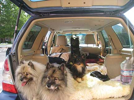 4 dogs in a subaru forester