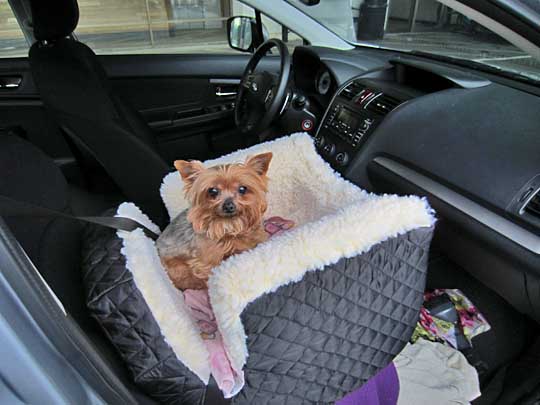 Yorkie Abby in her car seat in her 2014 Subaru Impreza, January 2014