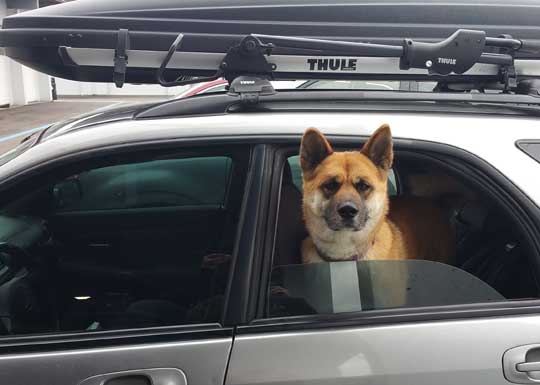 Shinju the Akita in a WRX,  February 2016