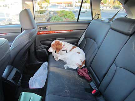 alley sleeping in the back seat of her 2012 Outback Limited