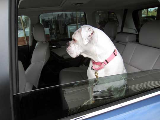 Audry is a white boxer, shown in her new 2018 Subaru Forester, May 2018