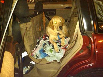 Augie in his back seat 'hammock'