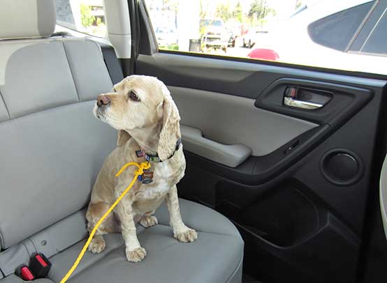 Bailey the Cocker Spaniel in her 2015 Subaru Forester 2.5 Touring, April 2015