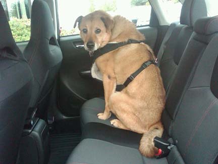 Barkley the dog in his new 2011 WRX  4 door, October 2011