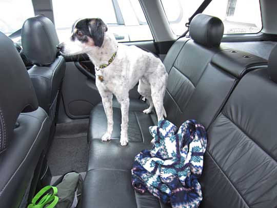 Baxter in his 2001 Outback Limited VDC