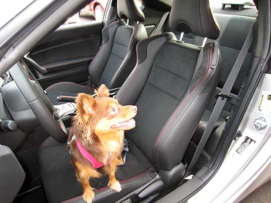 little dog Bear in her new 2014 BRZ Limited, Sept 2014