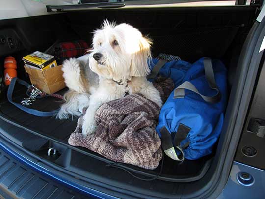 Bimba is a very sweet, 11year old half Polish Sheepdog. Shown in the back of her new blue 2018 Forester, September 2018