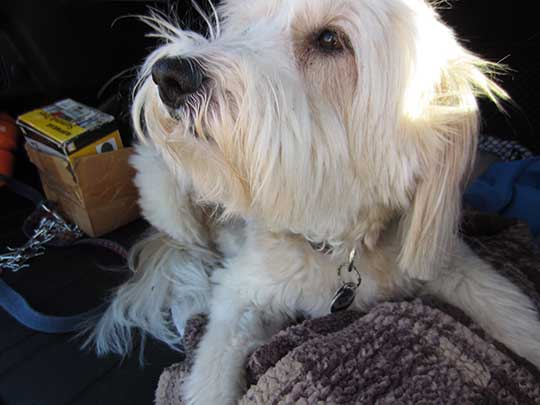 Bimba is a very sweet, 11year old half Polish Sheepdog. Shown in the back of her new blue 2018 Forester, September 2018
