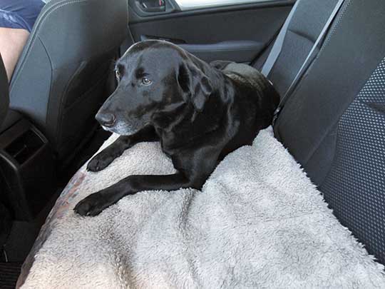 Lucas is a black lab, in her new 2017 Subaru Outback, July 2017
