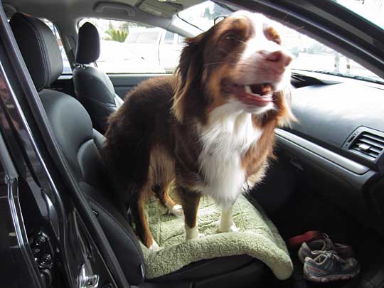 Australian Shepard Bodhie in his 2014 Subaru Crosstrek, April, 2014