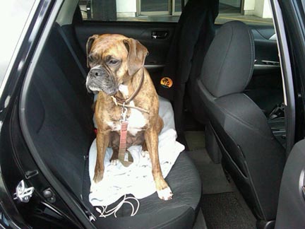 Kaya is a boxer, in her Outback Sport