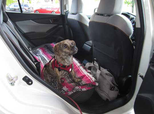 Brisket is a dachshund/pug mix 6 month old puppy, in her new 2018 Subaru Forester, June 2018