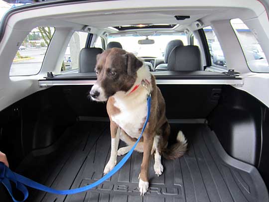 brownie in her new 2012 subaru forester limited, february 2013