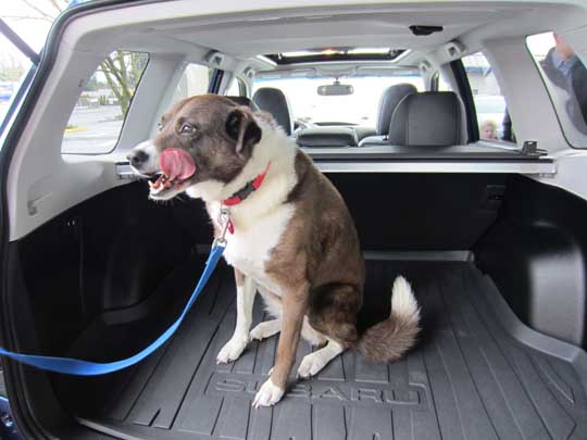 brownie the dog in mid-yawn, in her subaru forester limited, february 2013