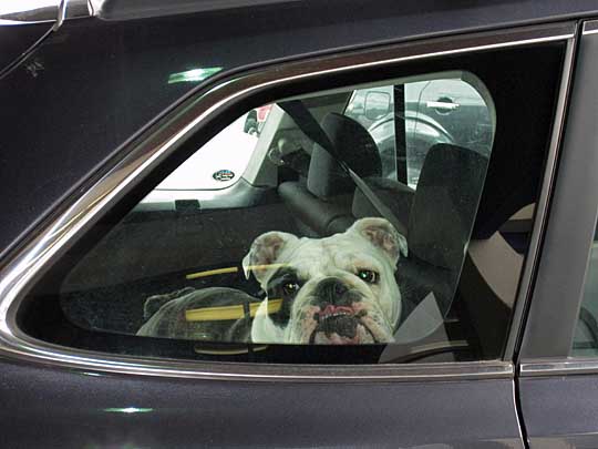 bulldog in a subaru outback watching mother