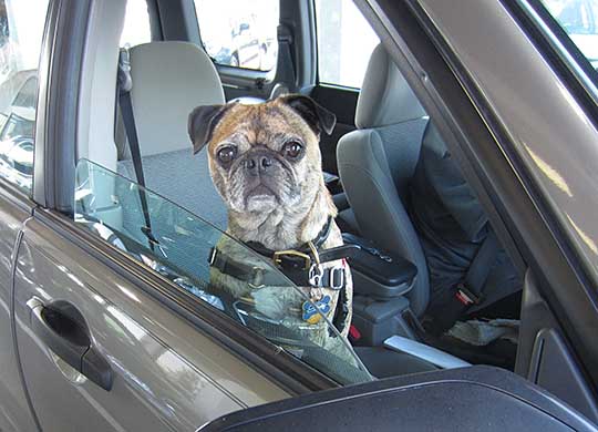 Bugsy the Pug in her Forester, August 2014