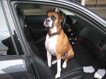 Buster the boxer, Oct, 2010