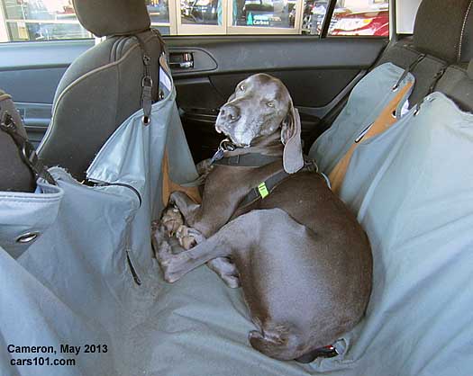 Cameron the Weimaraner in her Subaru, May 2013