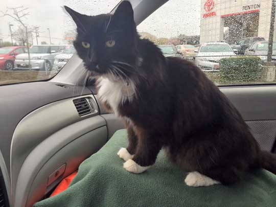 Subarus aren't only for dogs. Cat Luke on his seat in his Subaru Forester. August 2015