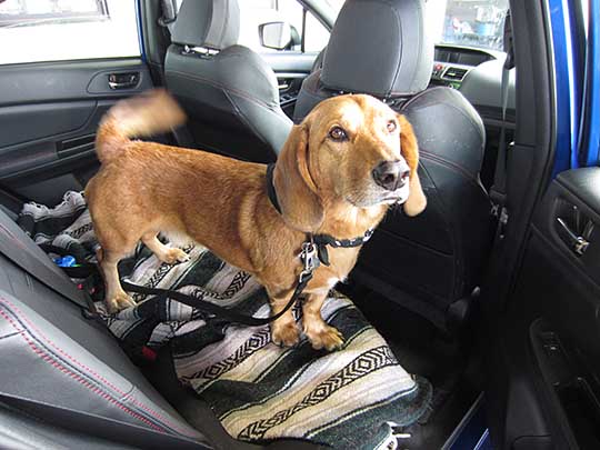 Chaplin the dog is part Basset hound. Shown in his 2016 WRX, October 2016