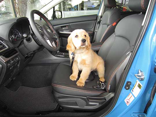 Charlie Brown Douglas is a Golden Retriever puppy in a hyperblue color 2016 Crosstrek Limited. October, 2015