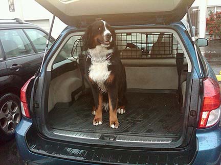 charley the burmese mountain dog november 2011