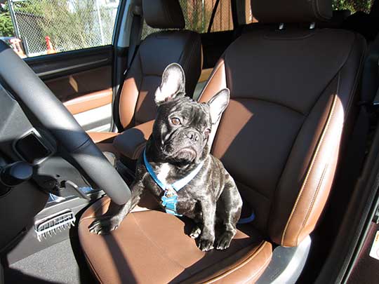 Chase is a 6 month old French Bulldog, shown in a 2017 Outback Touring, brown leather, Feb., 2017