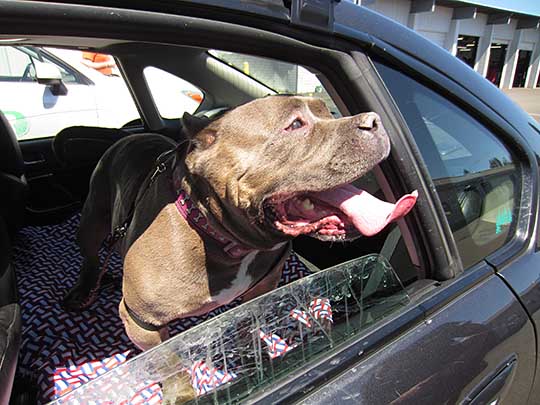 Chuchu is an extremely friendly, very slobbery American Blue Nose Pitbull, shown in his 2007 Subaru Legacy sedan. July 2016