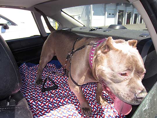 Chuchu is an extremely friendly and slobbery Amrican Blue Nose Pitbull, shown in his 2007 Subaru Legacy sedan, July 2016