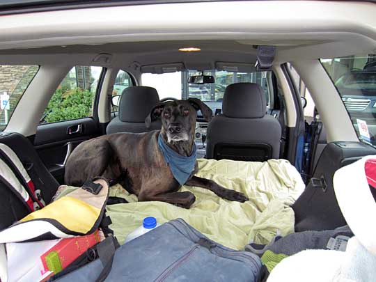 Great Dane Clarence in his 2009 Outback