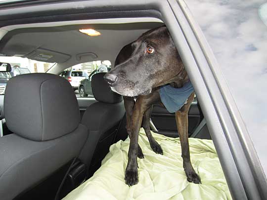 Great Dane Clarence in his 2009 Subaru Outback. Hes a very gentle dog