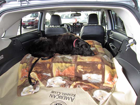 Retriever Clark Kent lying down in his Subaru Crosstrek, June 2014