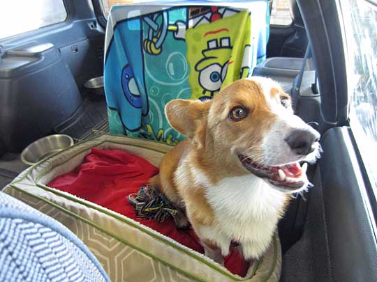 corgi Jeff in an early 90s Legacy wagon