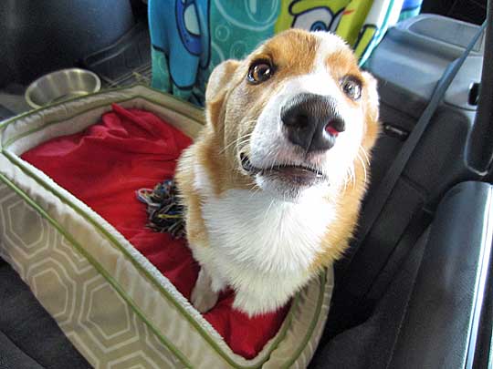 corgi in his 90s subaru legacy station wagon