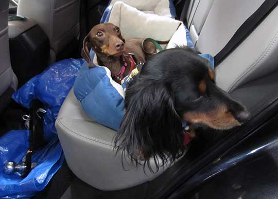 two Dachshunds, Gus and Cocoa in their new 2015 Forester, Sept 2014