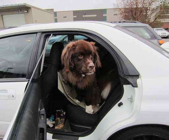 daisy the newfoundland in her subaru