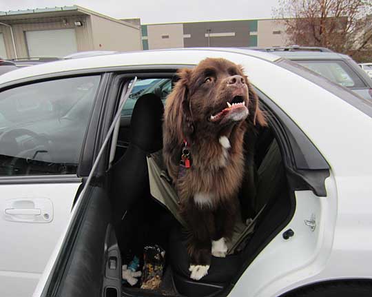 Daisy the Newfoundland is talking