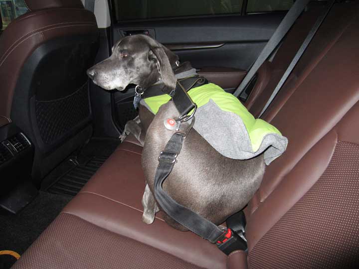 Darcy the Weimaraner in her coat and safety harness, in an Outback Special Appearance Package, December 2013