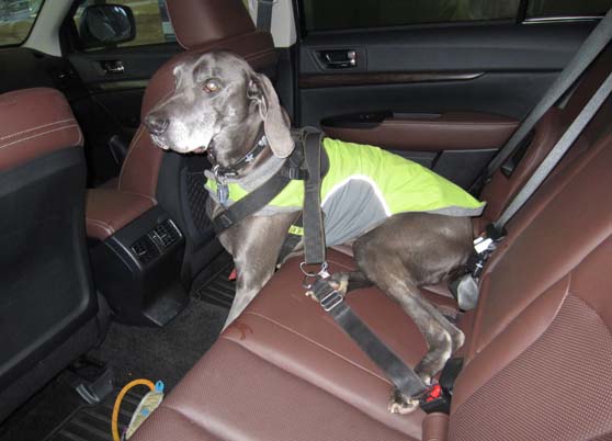 Darcy the Wiemaraner wearing a coat and safety harness.  in an Outback Special Appearance Package