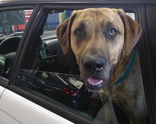 Dewey is a big Great Dane - Lab mix, about 1 1/2 years old. Shown in his 1999 Legacy wagon.