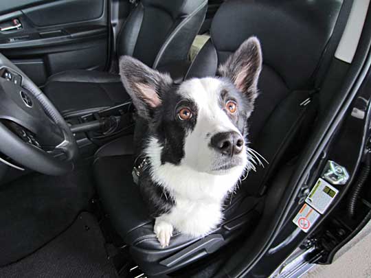 corgi DJ in his 2013 Subaru Impreza Limited, August 2013