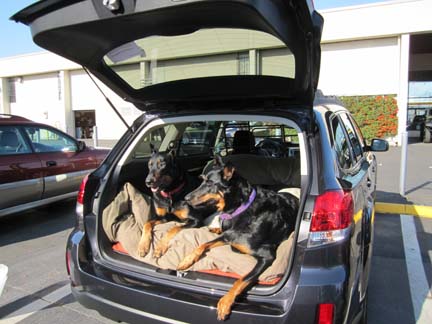 beauceron dogs in their 2012 Outback