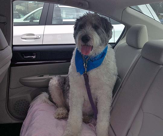 sheep dog in the back seat of his legacy sedan