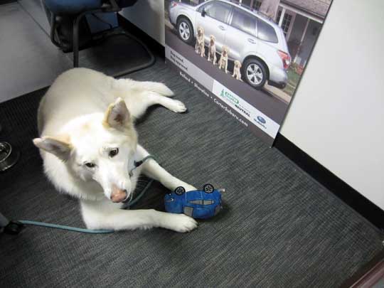 Elsa is a Husky-Shepard mix, shown playing with her blue Subaru Crosstrek squeaky dog toy