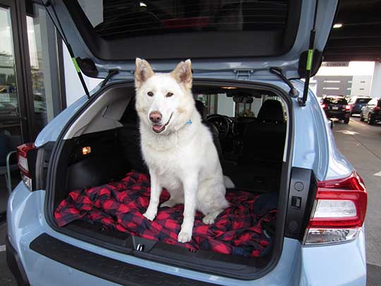 Elsa is a happy 5 year old Shepard-Husky in her new 2018 cool gray khaki Subaru Crosstrek August 2017