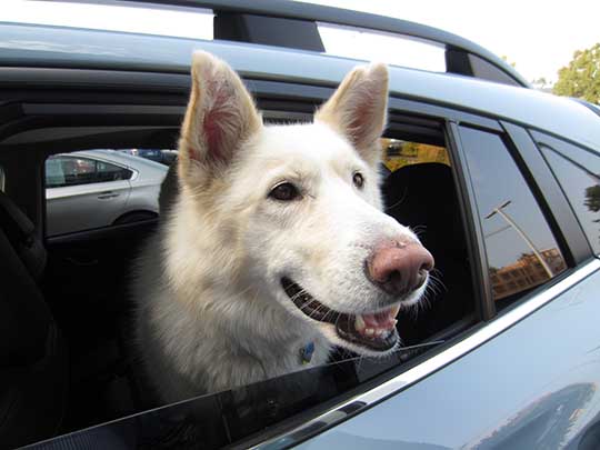 Elsa is a happy 5 year old Shepard-Husky looking out of her new 2018 cool gray khaki Subaru Crosstrek August 2017