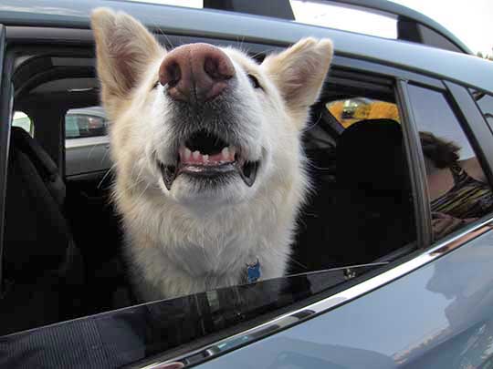 Elsa is a very happy 5 year old Shepard-Husky in her new 2018 cool gray khaki Subaru Crosstrek August 2017.