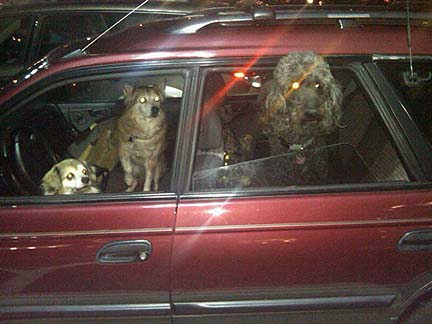 Evelyn's 3 dogs in their Outback