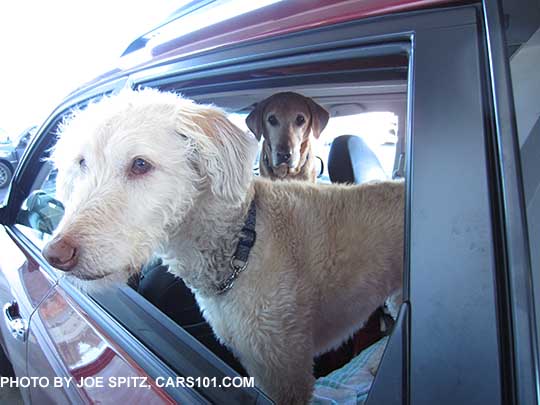 dog in her 2014 Subaru Forester